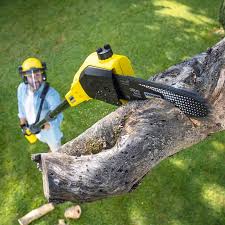 Best Stump Grinding and Removal  in Key West, FL